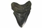 Huge, Fossil Megalodon Tooth - South Carolina #120457-1